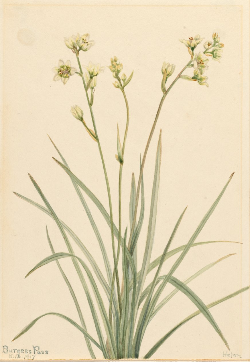 Deathcamas Zygadenus elegans, 1917. av Mary Vaux Walcott