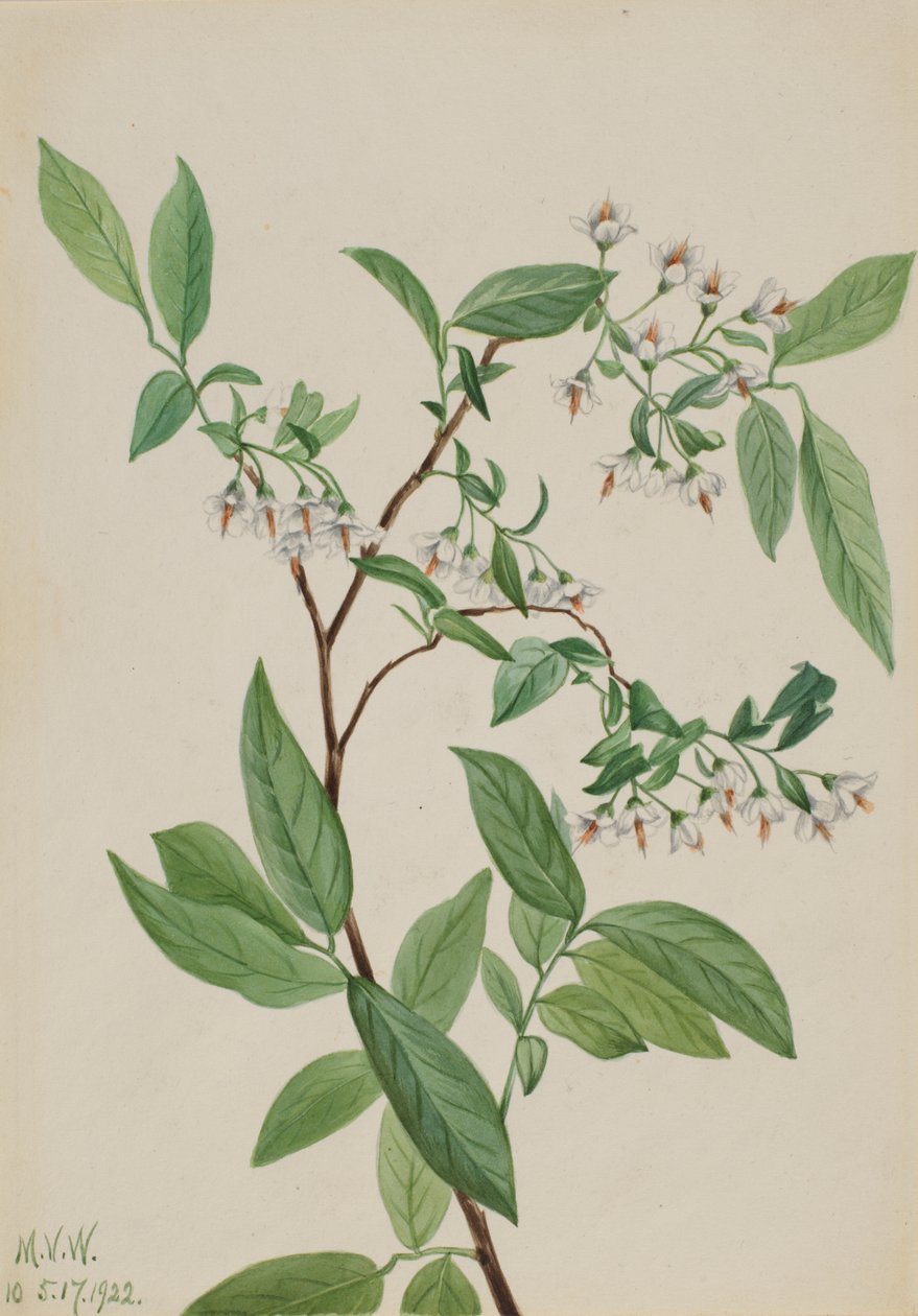 Deerberry Polycodium stamineum, 1922. av Mary Vaux Walcott