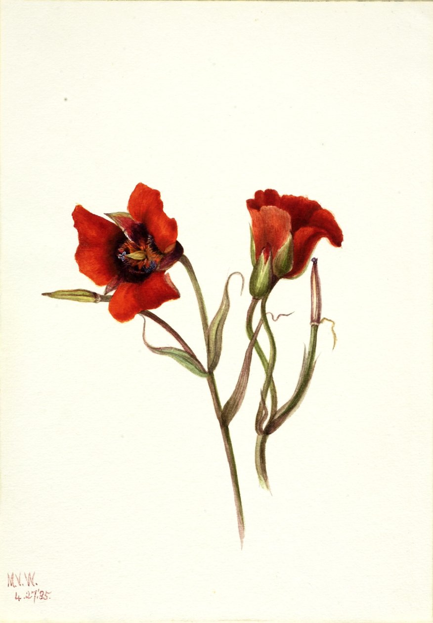  av Mary Vaux Walcott