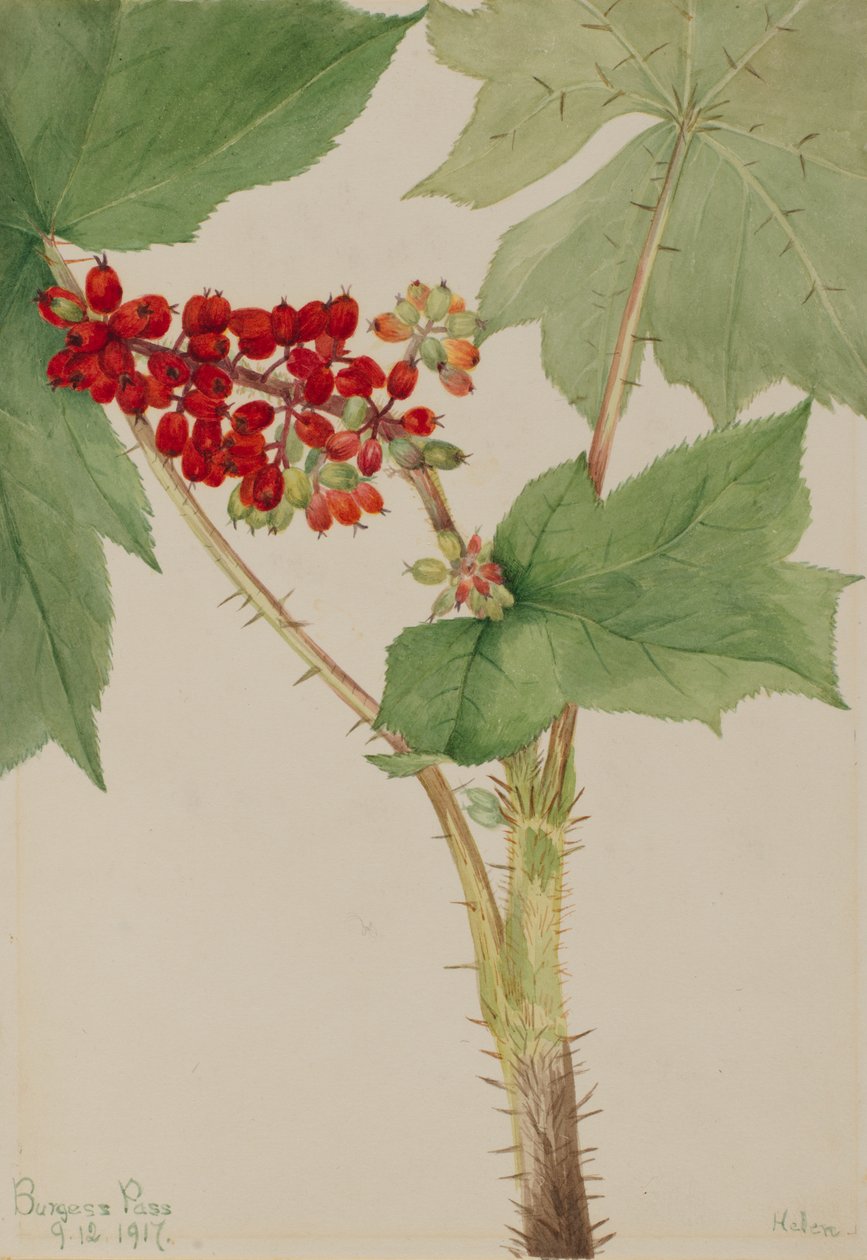 Devilsclub Echinopanax horridum, 1917. av Mary Vaux Walcott
