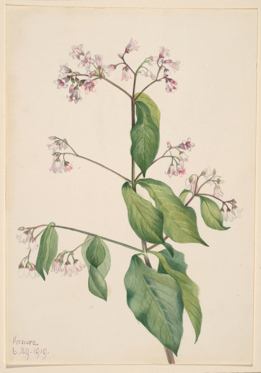  av Mary Vaux Walcott