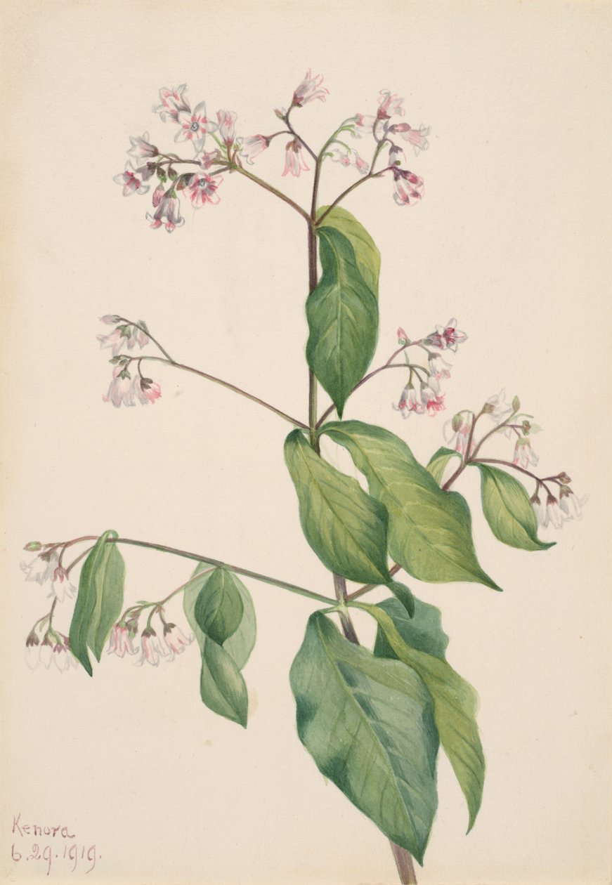 Dogbane Apocyum androsaemfolium, 1919. av Mary Vaux Walcott