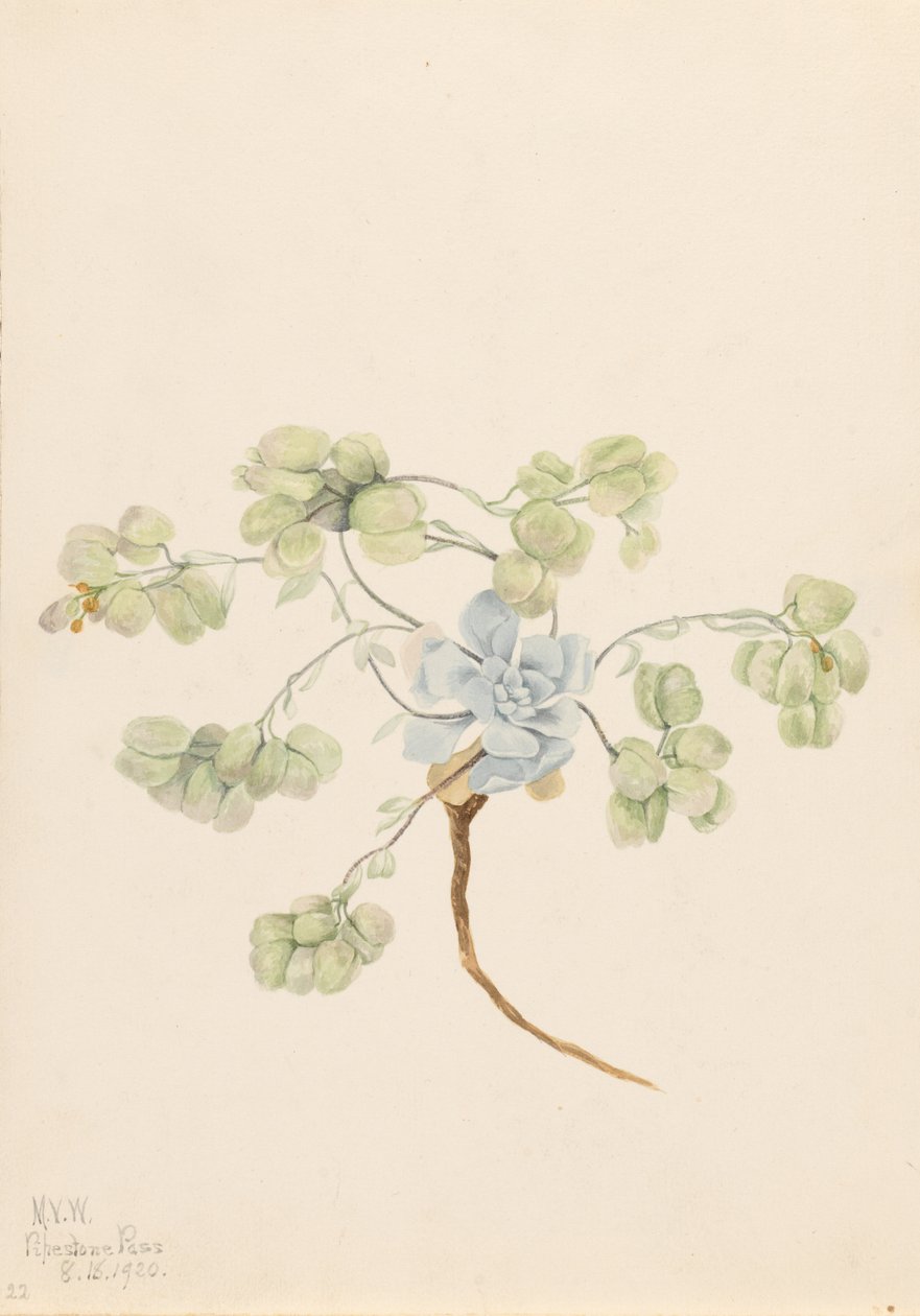  av Mary Vaux Walcott