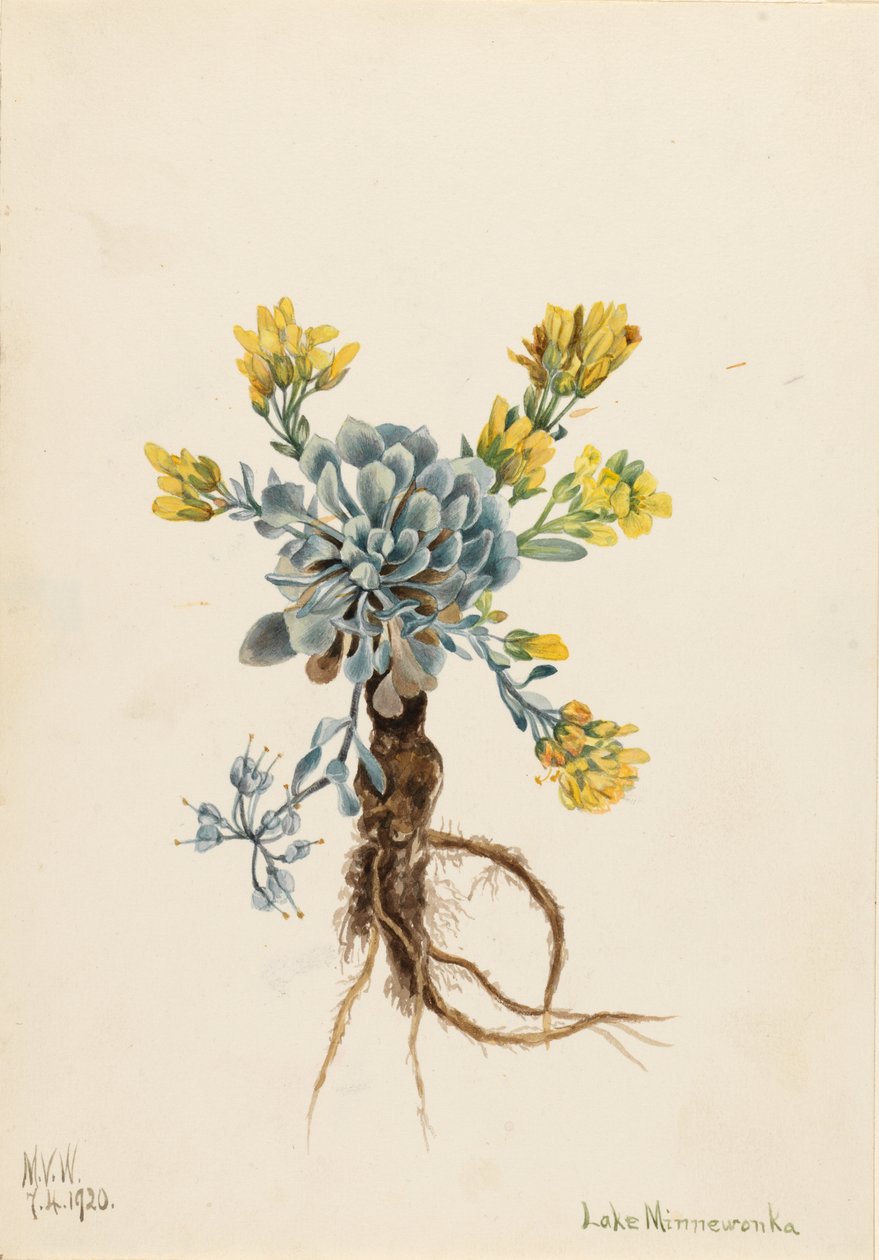  av Mary Vaux Walcott