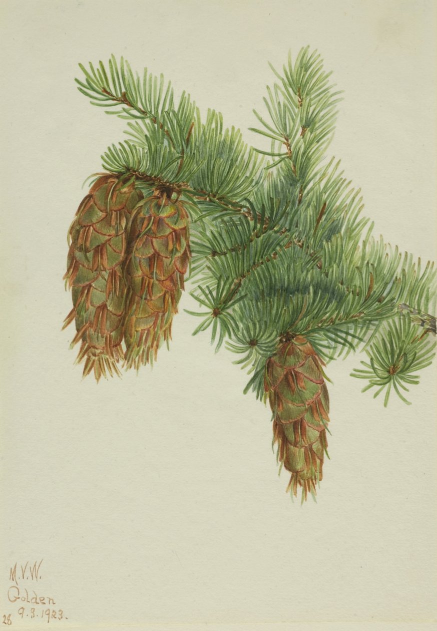 Douglas Fir Pseudotsuga mucronata, 1923. av Mary Vaux Walcott
