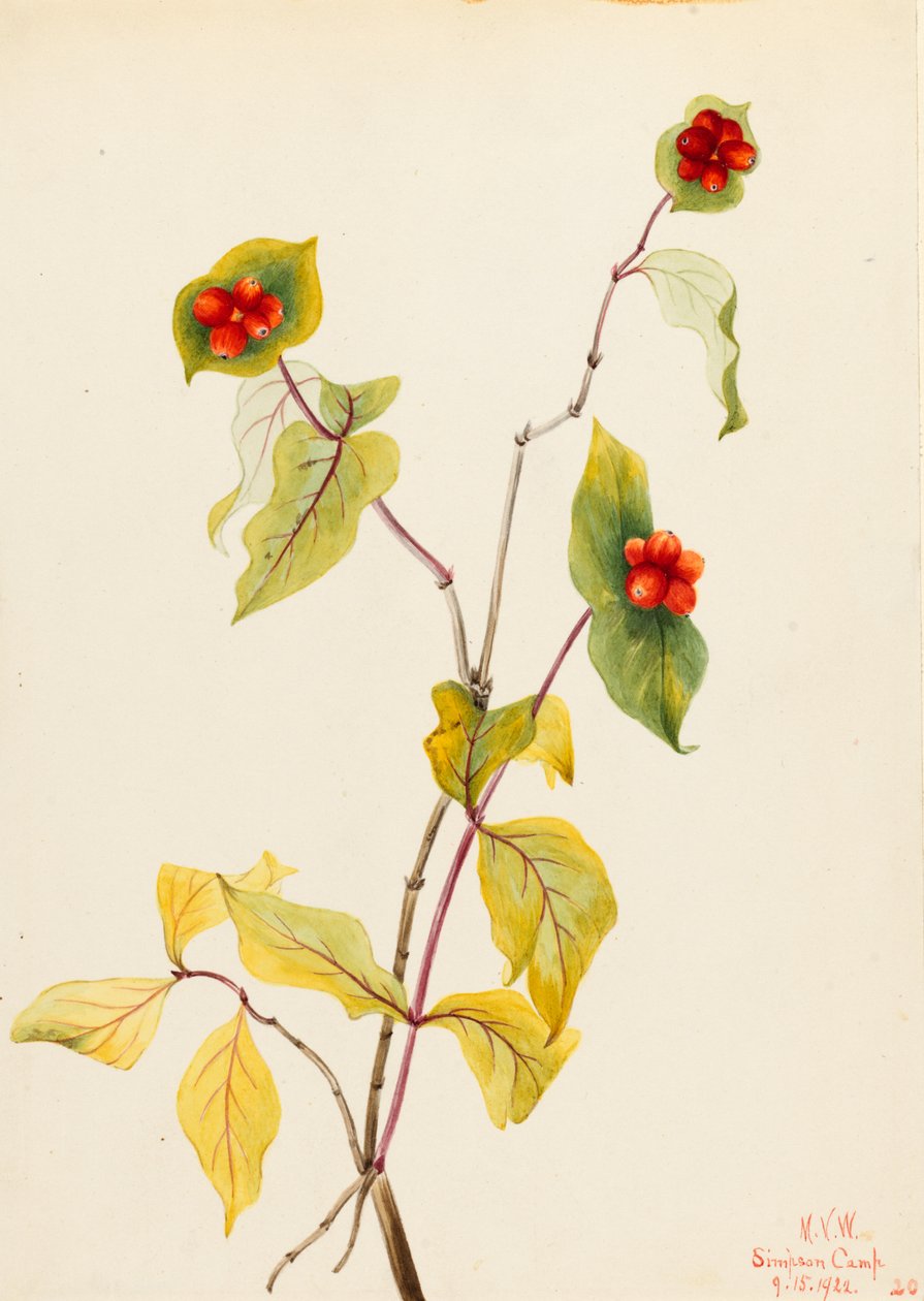  av Mary Vaux Walcott