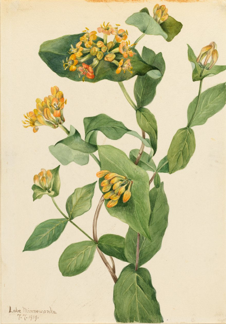  av Mary Vaux Walcott