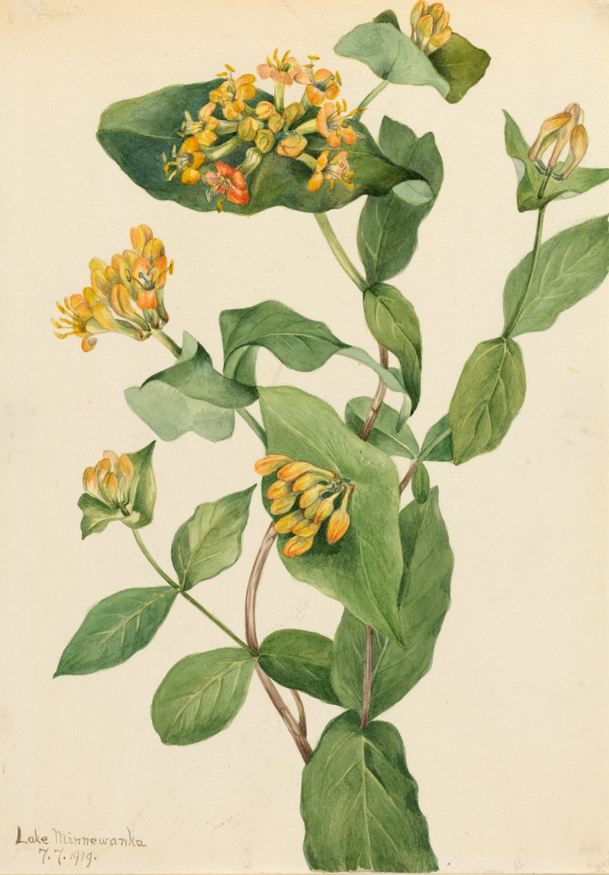 Douglas Honeysuckle Lonicera glaucescens, 1919. av Mary Vaux Walcott
