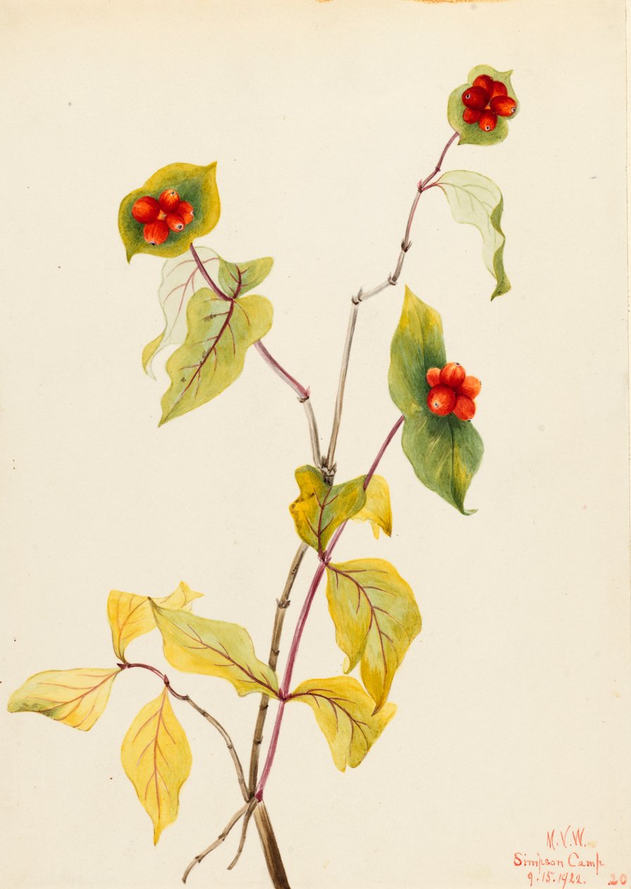 Douglas Honeysuckle Lonicera glaucescens, 1922. av Mary Vaux Walcott