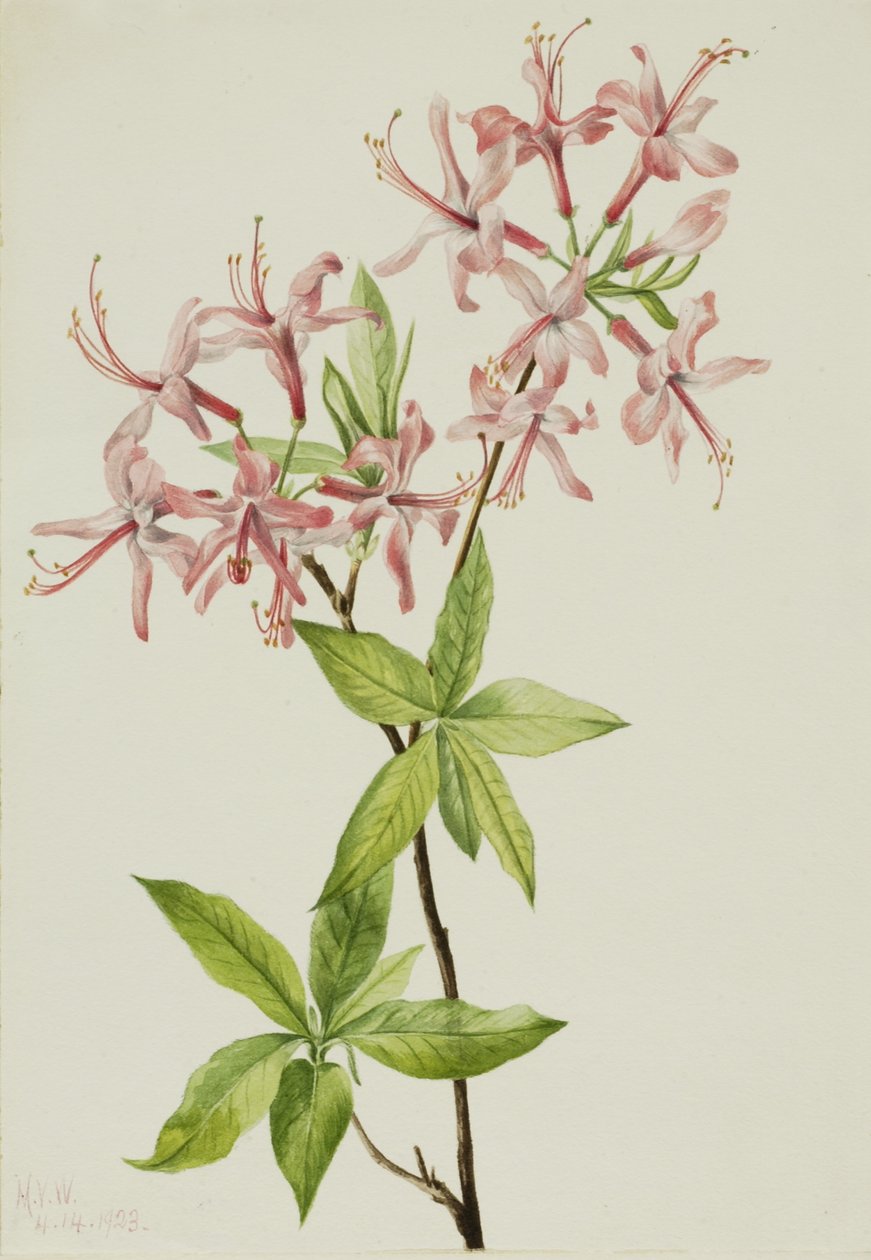  av Mary Vaux Walcott