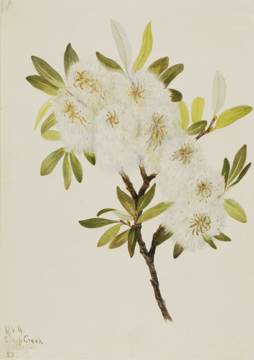 Drummond Willow Salix drummondiana, 1921. av Mary Vaux Walcott