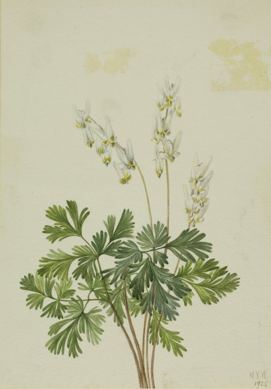  av Mary Vaux Walcott