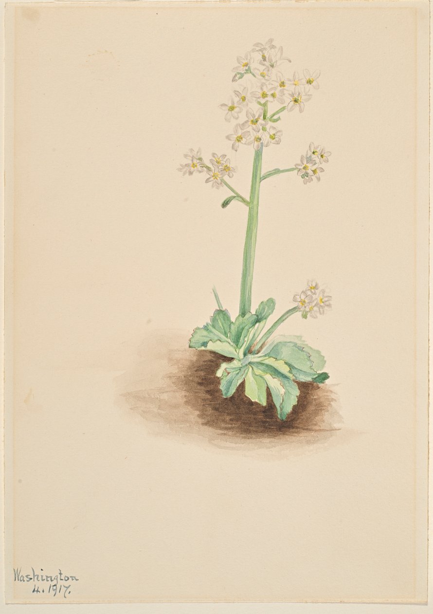  av Mary Vaux Walcott
