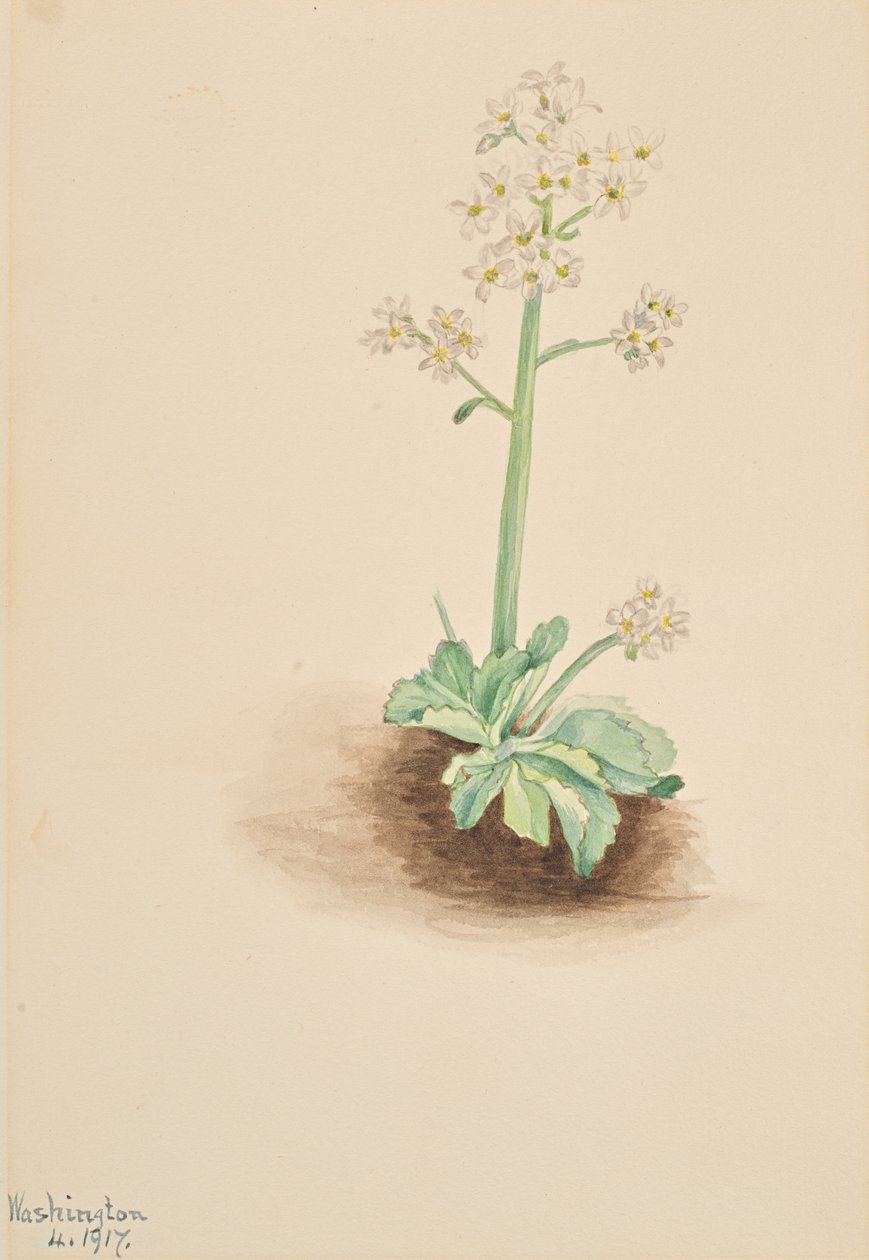 Tidlig saxifrage Saxifraga virginiensis, 1917. av Mary Vaux Walcott
