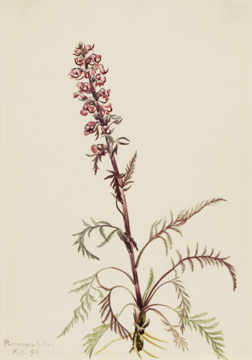  av Mary Vaux Walcott