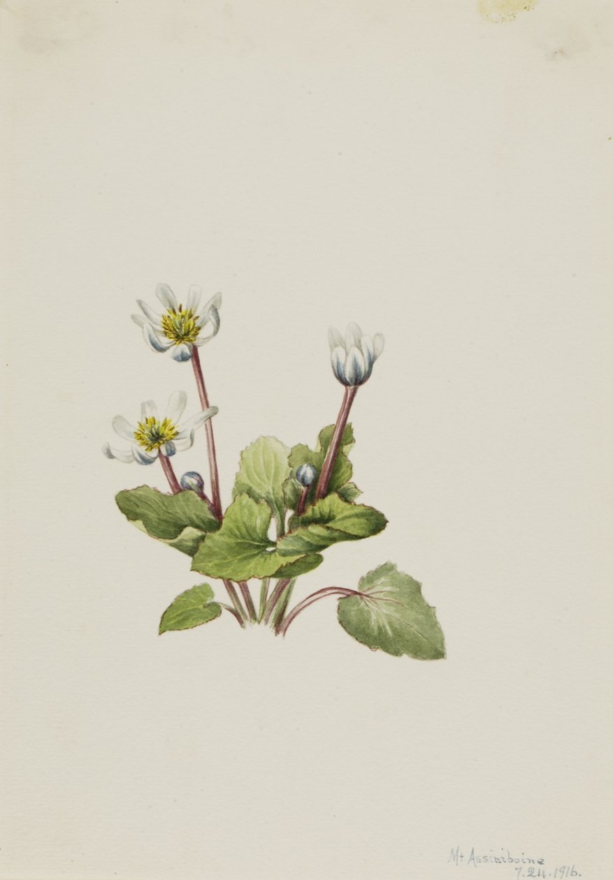  av Mary Vaux Walcott