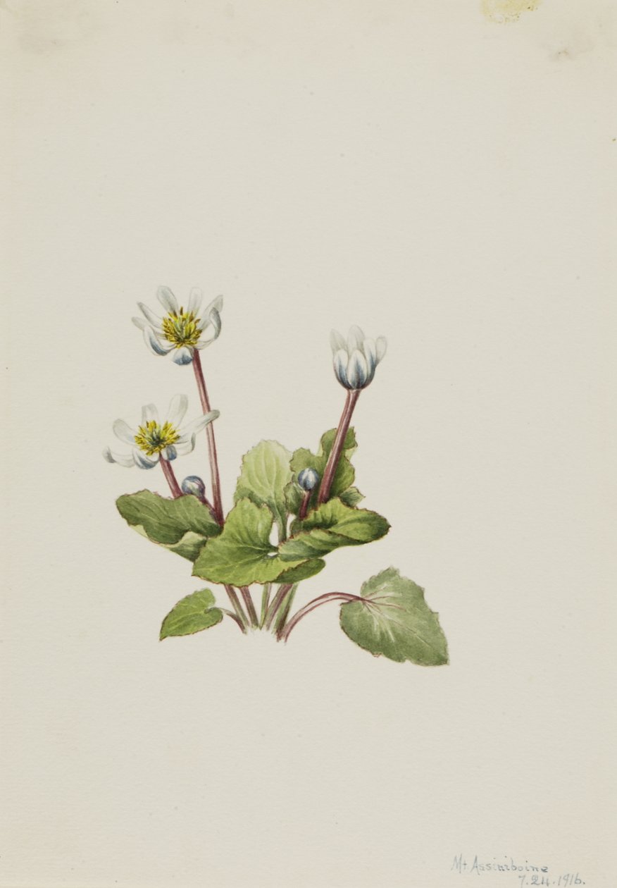 Elkslip Caltha leptosepala, 1916. av Mary Vaux Walcott