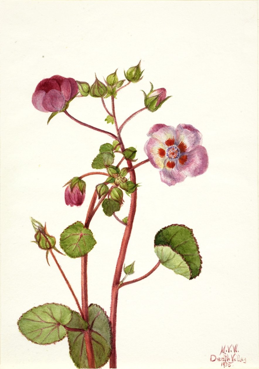  av Mary Vaux Walcott