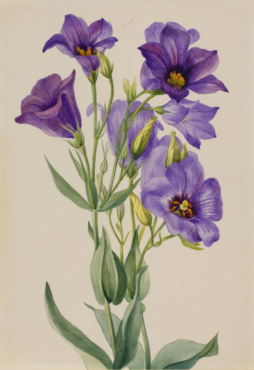  av Mary Vaux Walcott