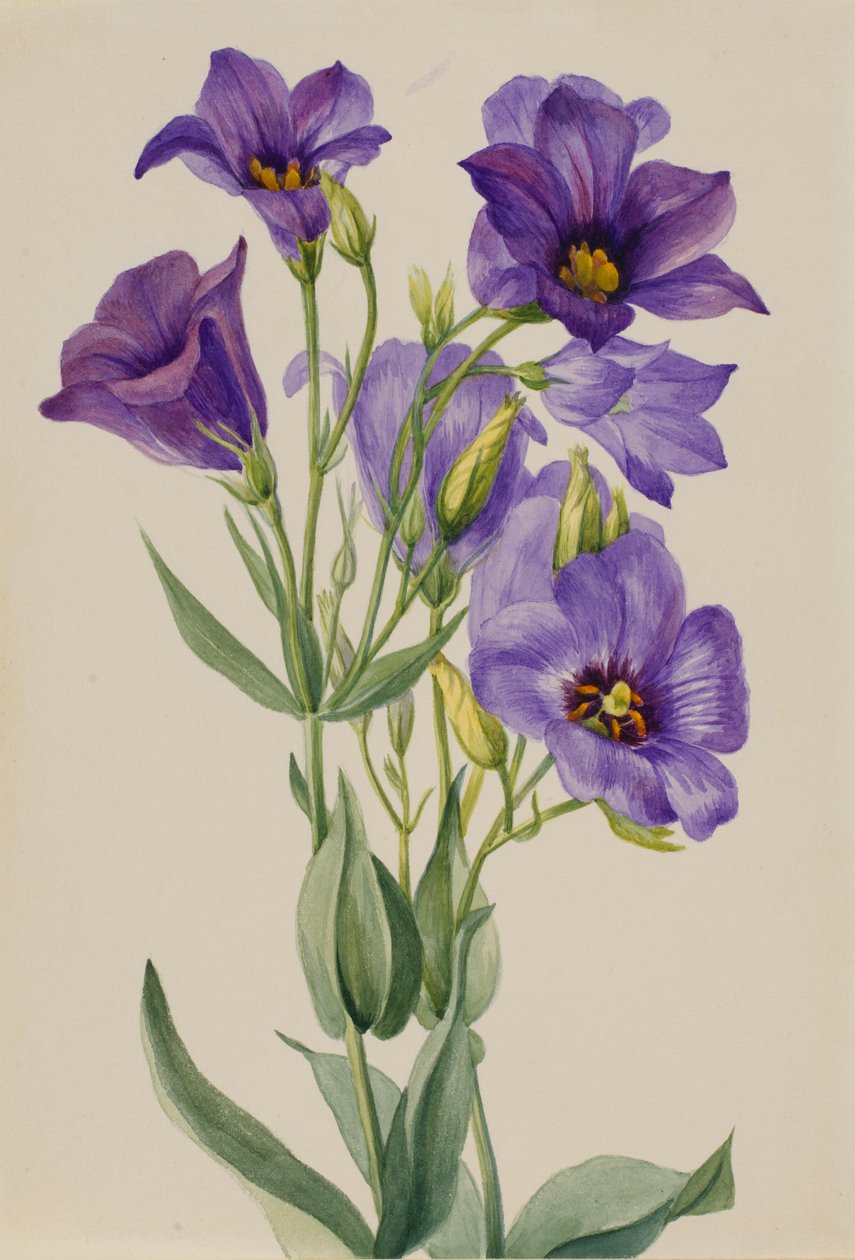 Eustoma russelianum, ca. tidlig på 1930-tallet. av Mary Vaux Walcott