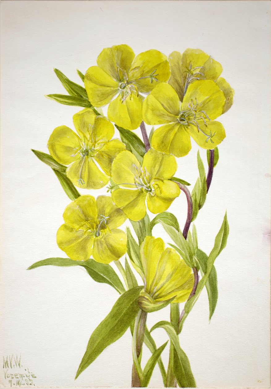  av Mary Vaux Walcott