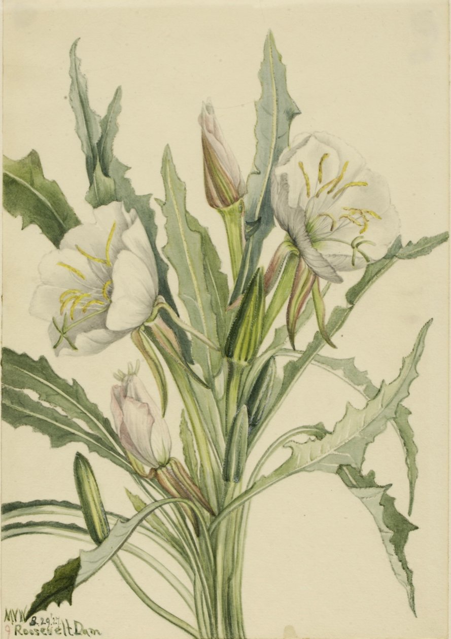  av Mary Vaux Walcott