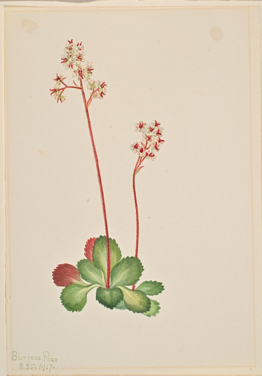  av Mary Vaux Walcott