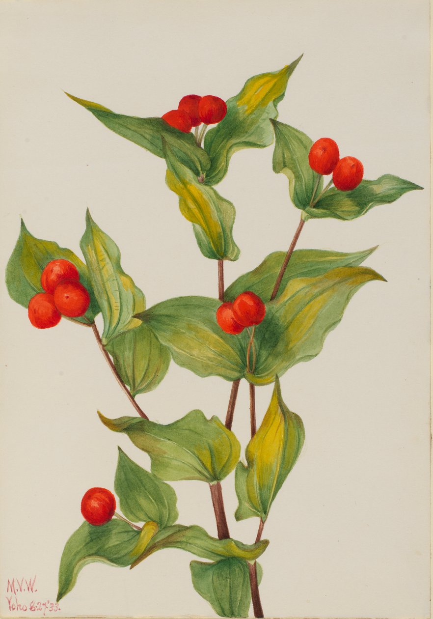  av Mary Vaux Walcott