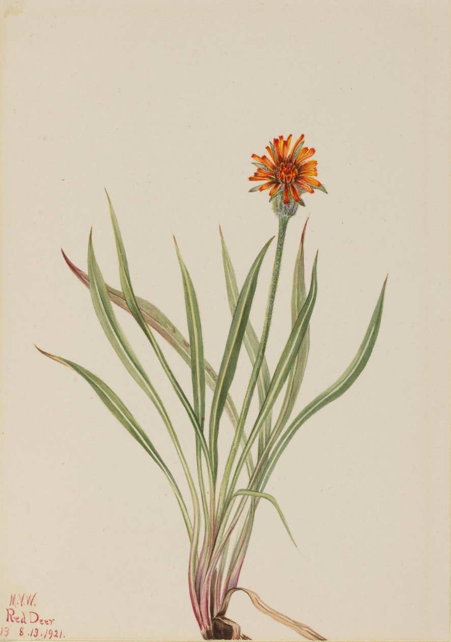  av Mary Vaux Walcott
