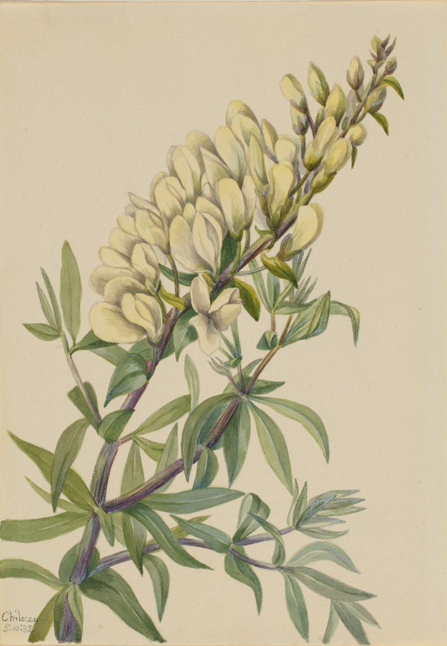  av Mary Vaux Walcott