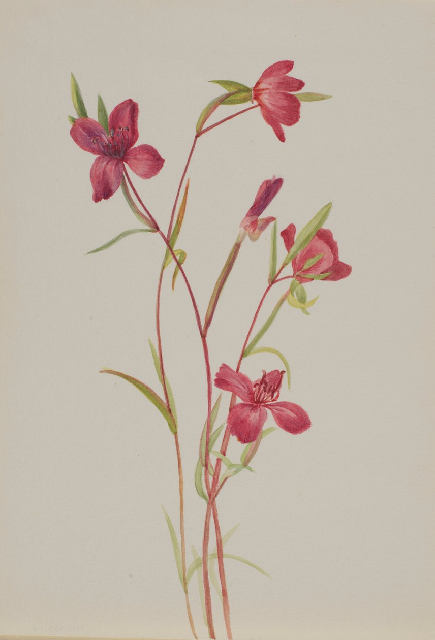  av Mary Vaux Walcott