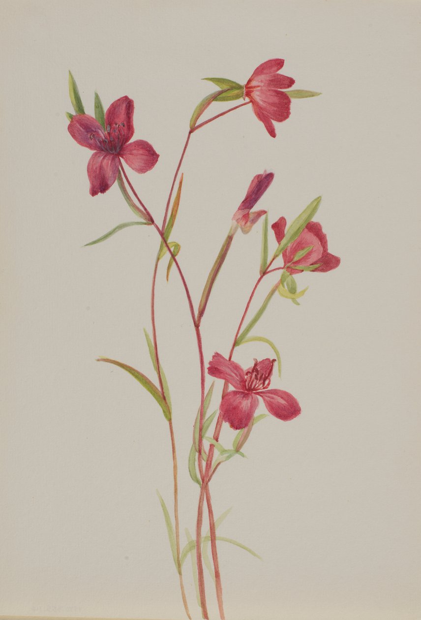 Farewell to Spring Godetia amoena lilja, ca. 1930s. av Mary Vaux Walcott