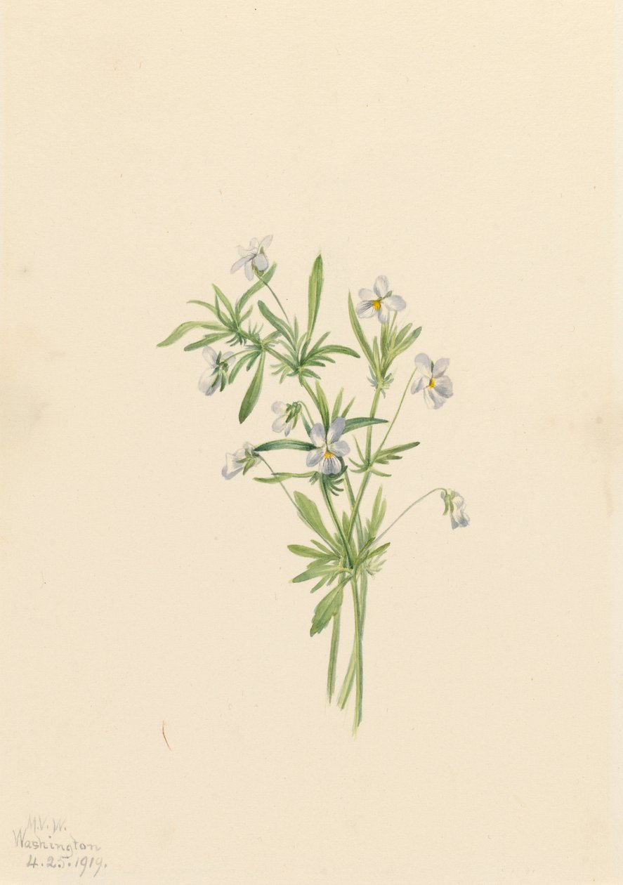 Feltfiolett Viola rafinesquii, 1919. av Mary Vaux Walcott