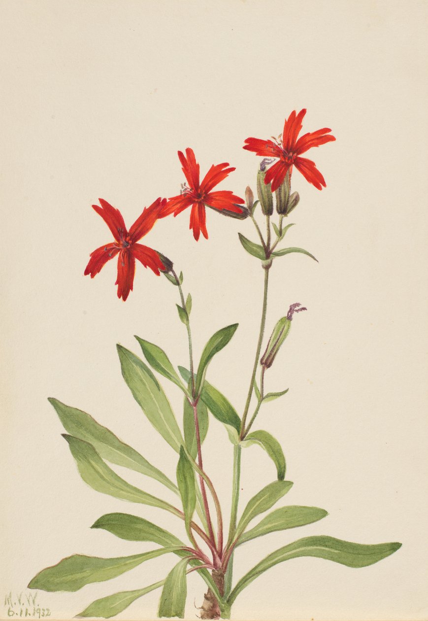 Fire Pink Silene virginica, 1932. av Mary Vaux Walcott