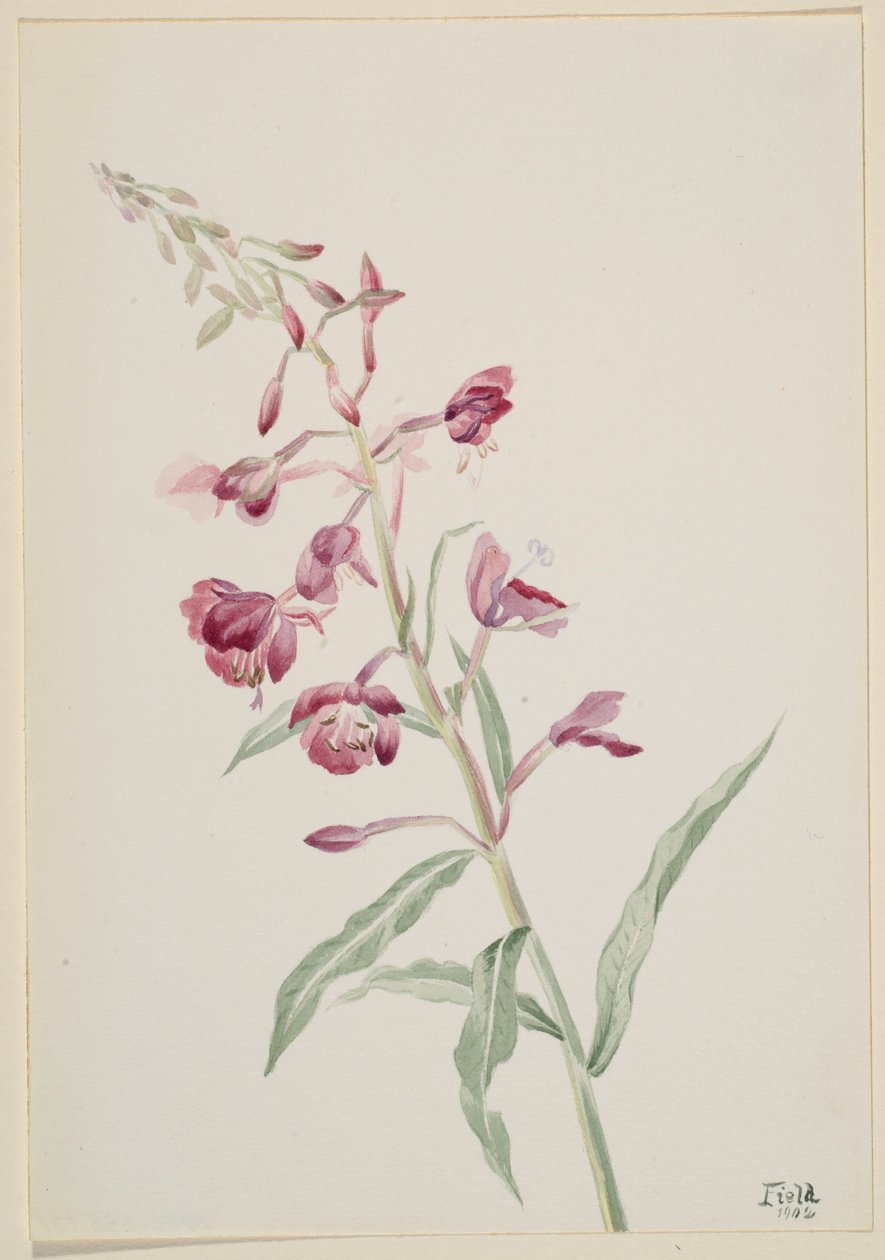  av Mary Vaux Walcott