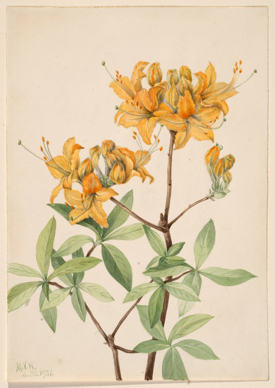  av Mary Vaux Walcott