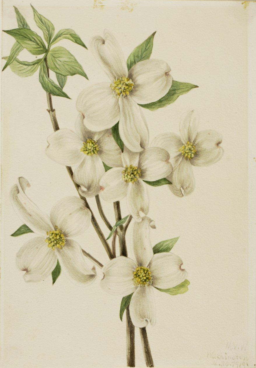  av Mary Vaux Walcott