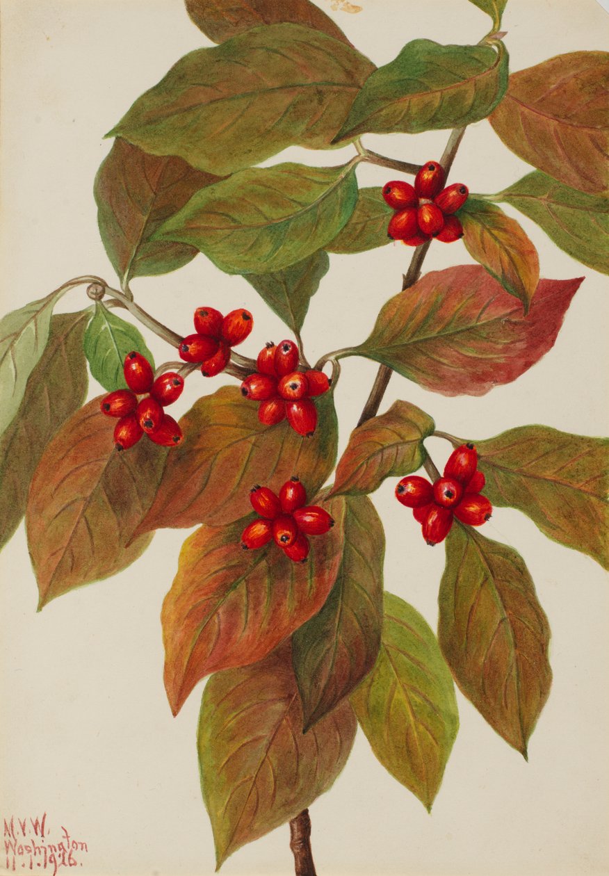 Blomstrende kornel Cornus florida, 1926. av Mary Vaux Walcott