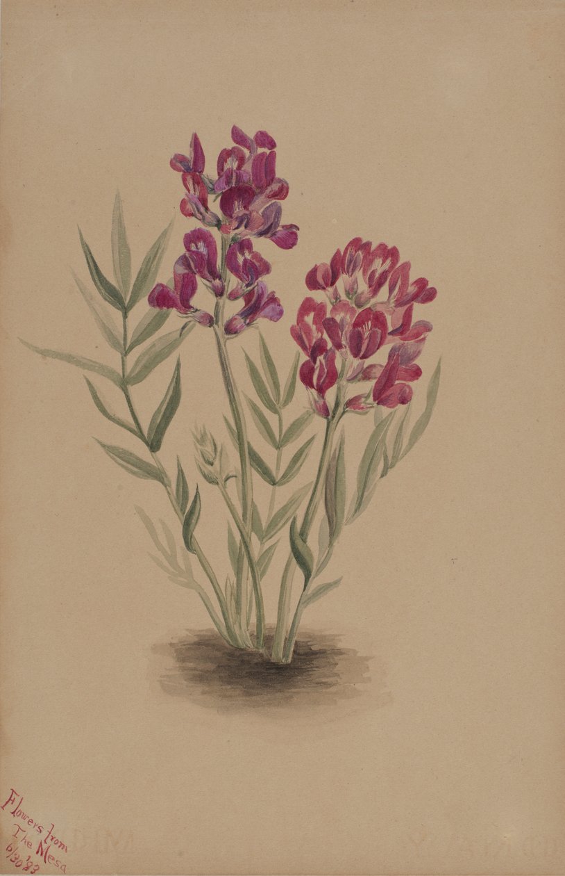  av Mary Vaux Walcott