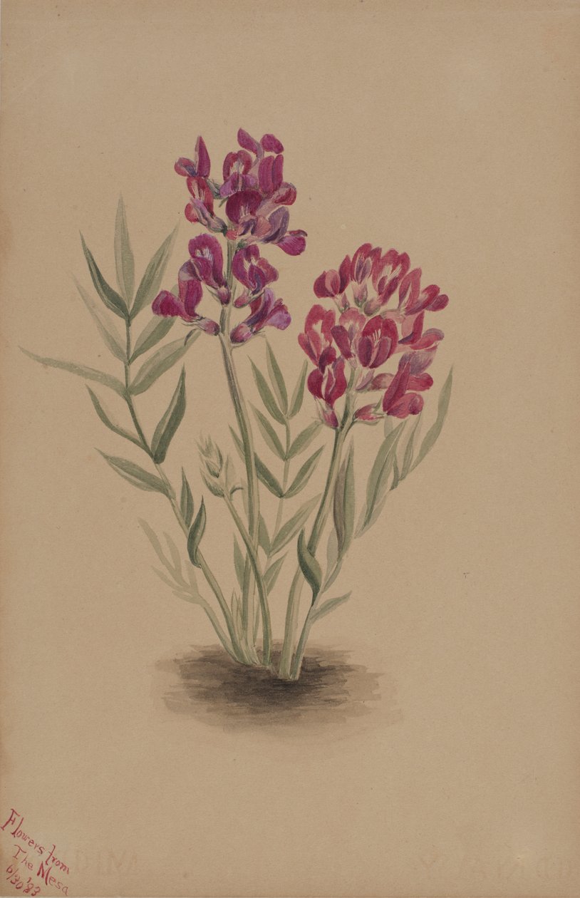 Blomster fra Mesa, 1883. av Mary Vaux Walcott