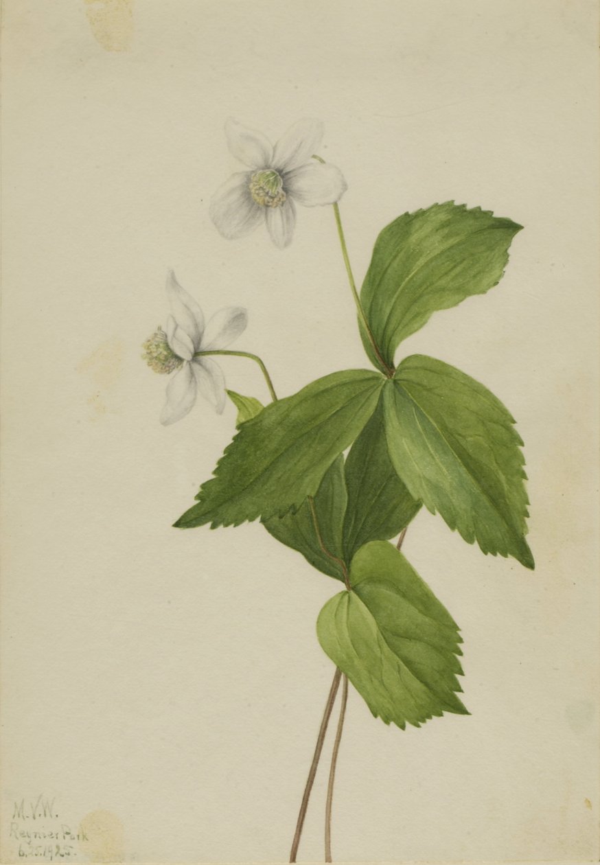  av Mary Vaux Walcott