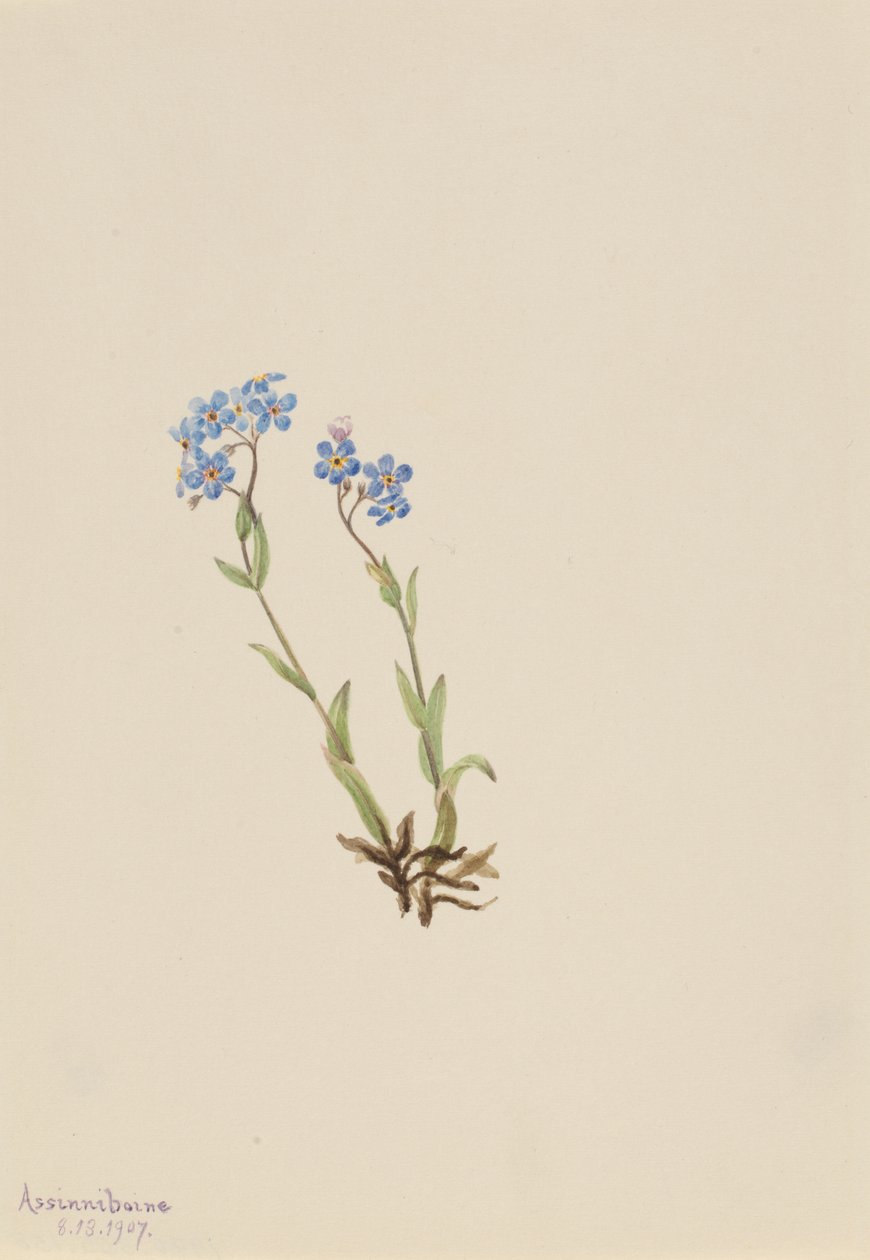 Forglem-meg-ikke Myosotis alpestris, 1907. av Mary Vaux Walcott