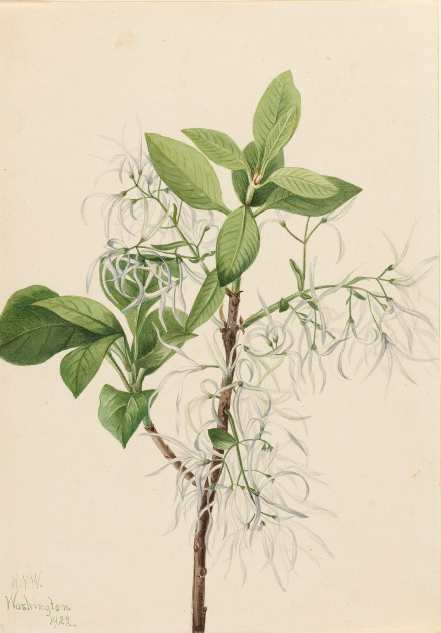 Fringe Tree Chionanthus virginica, 1922. av Mary Vaux Walcott