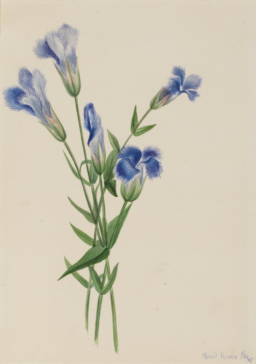 Frynset Gentian Gentiana crinita, 1905. av Mary Vaux Walcott