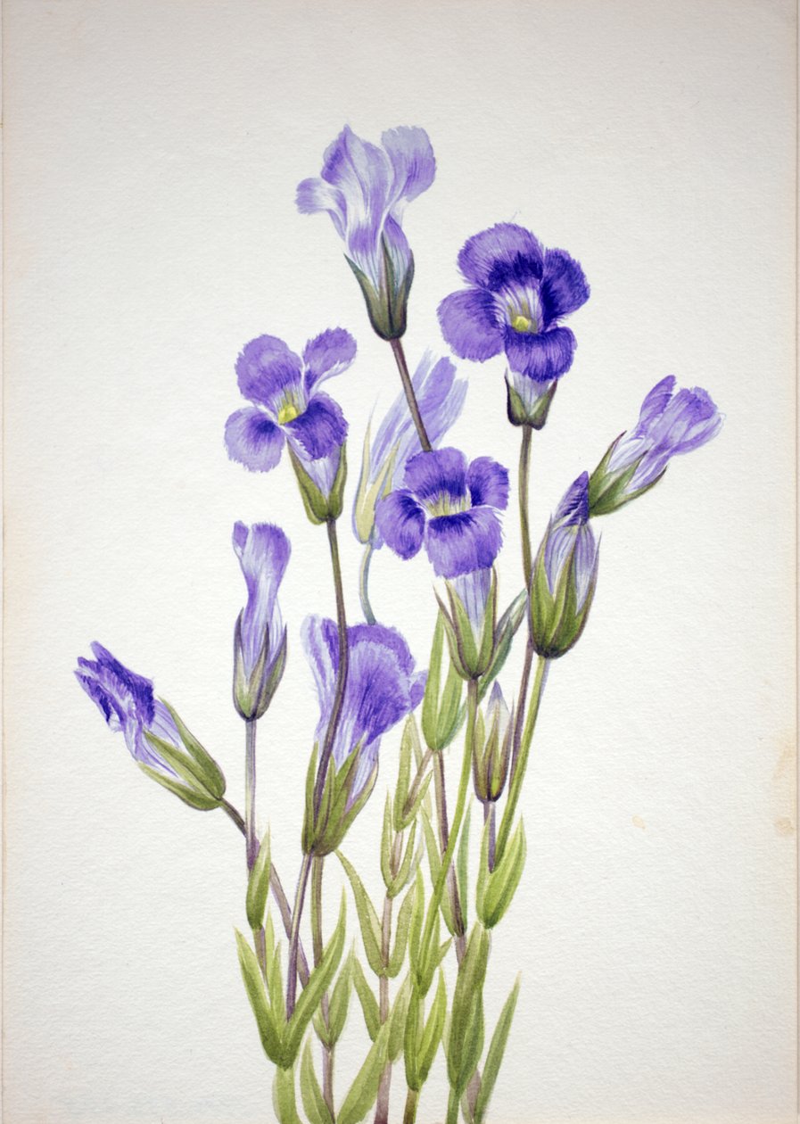 Frynset Gentian Gentiana elegana, 1933. av Mary Vaux Walcott