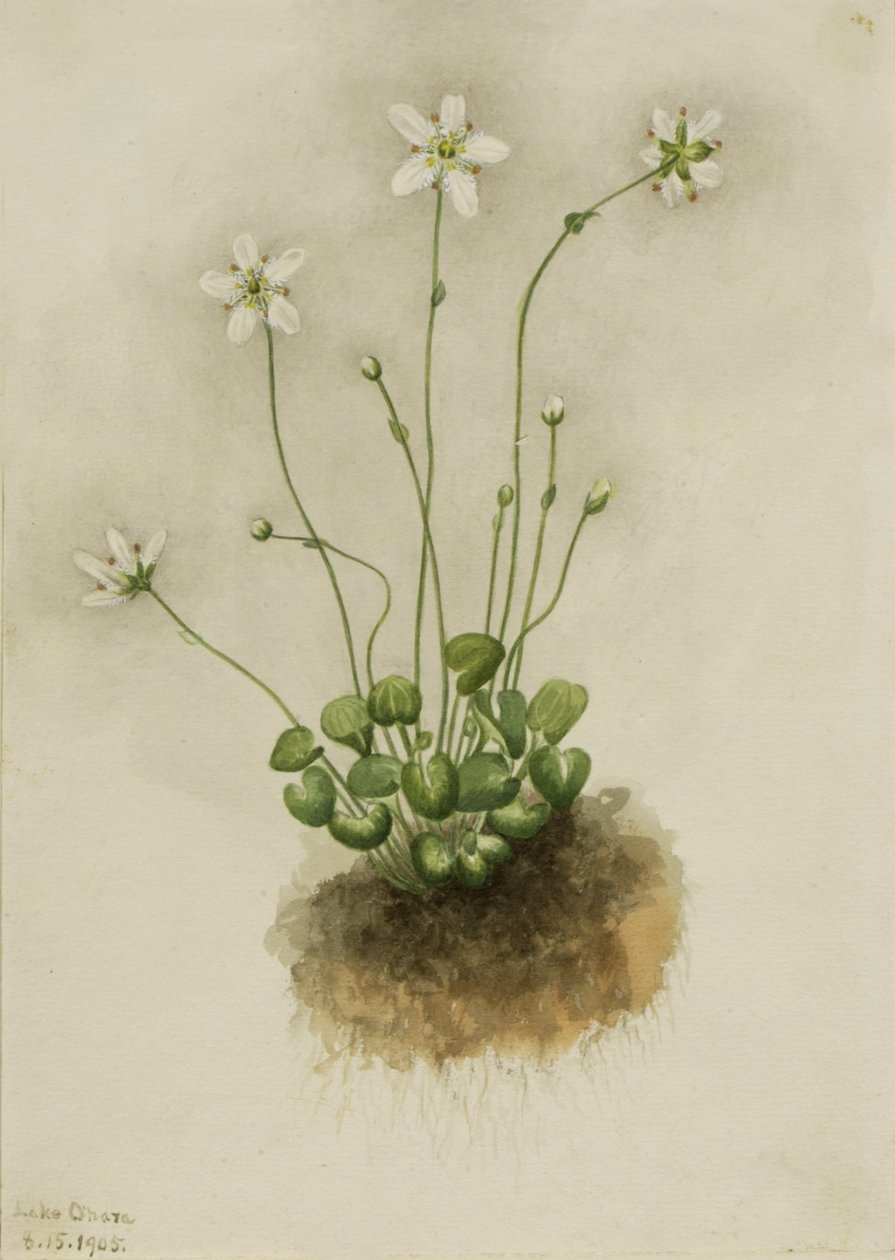  av Mary Vaux Walcott