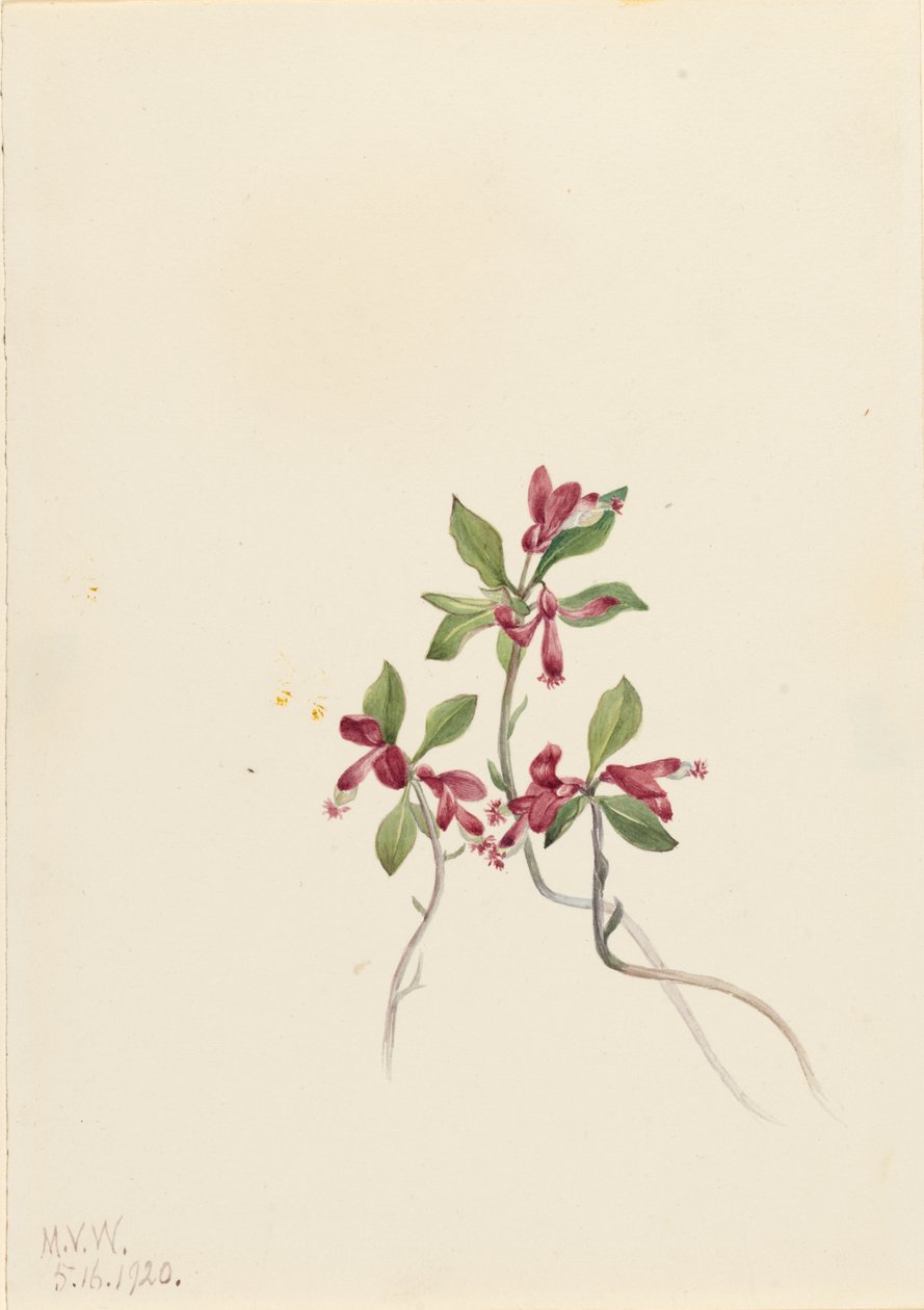  av Mary Vaux Walcott
