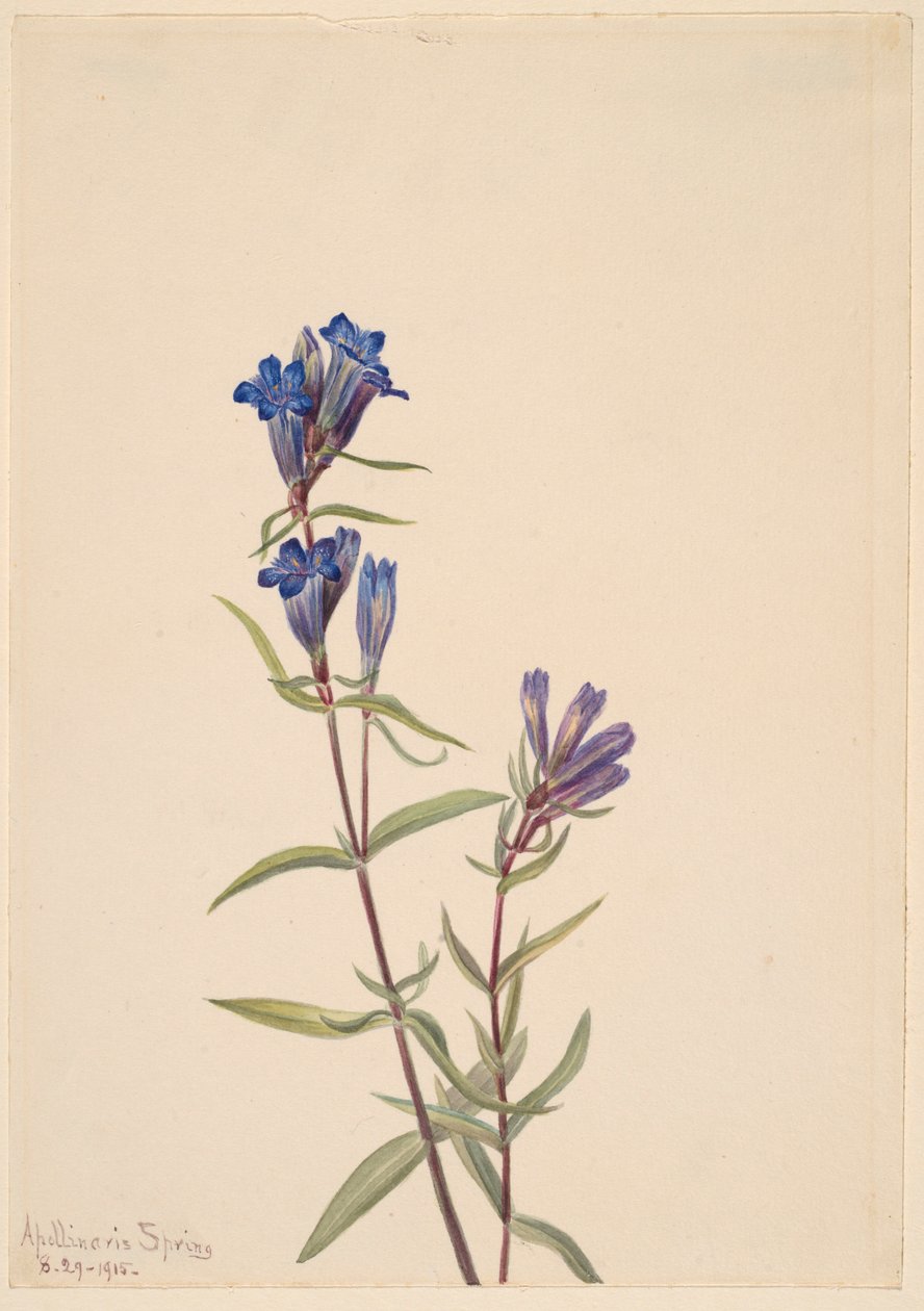  av Mary Vaux Walcott