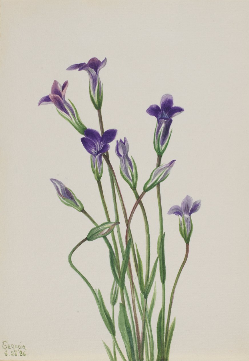  av Mary Vaux Walcott