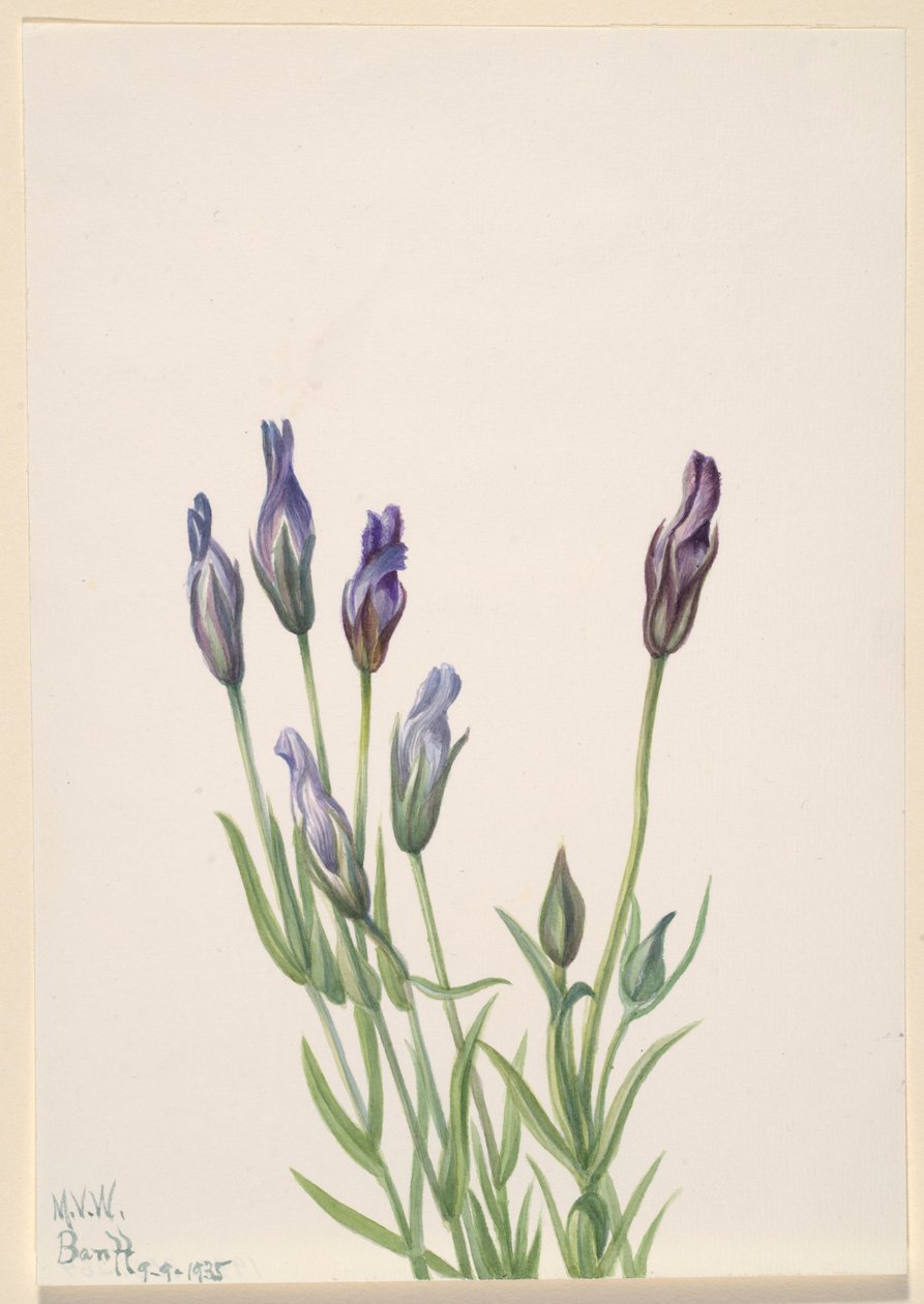  av Mary Vaux Walcott